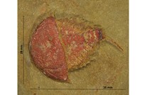 Brachyaglaspis singularis
